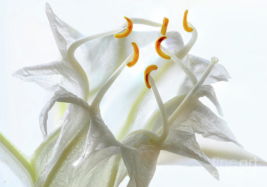 Transparency of lily Photograph by Loredana Gallo Migliorini