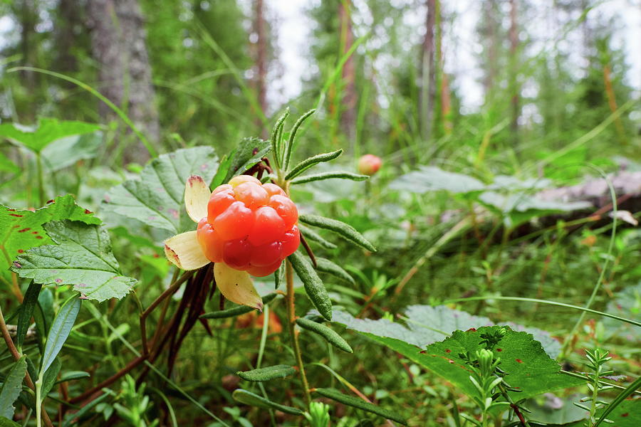 The Treasures Of The Cloudberry Forest Photograph