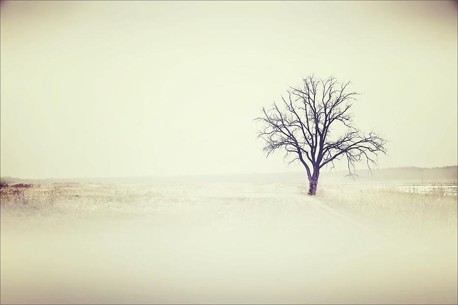 Tree Photograph - The Tree #4 by Slawek Aniol