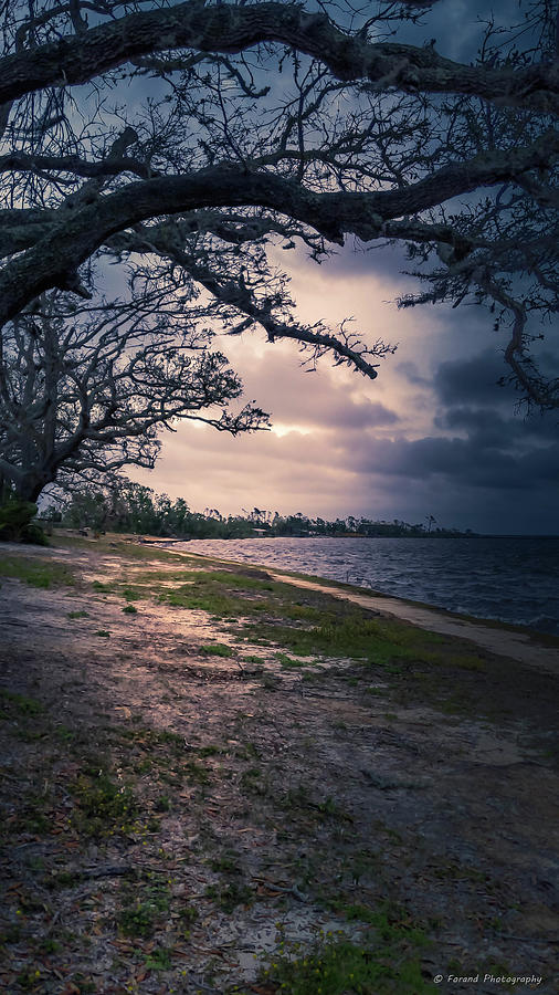 The Tree Along The Shore Photograph by Debra Forand