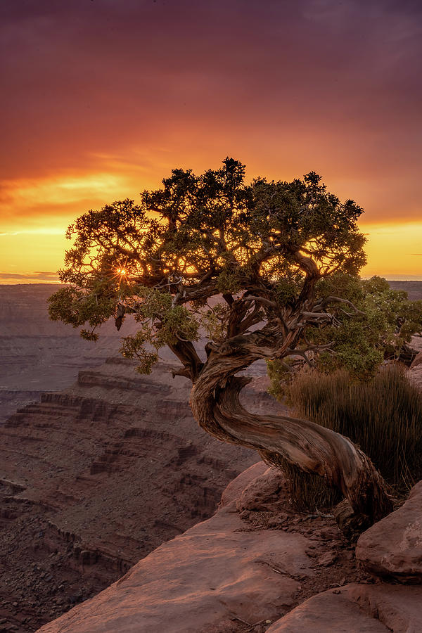 The Tree and the Great Orange Sky Photograph by Kelly VanDellen