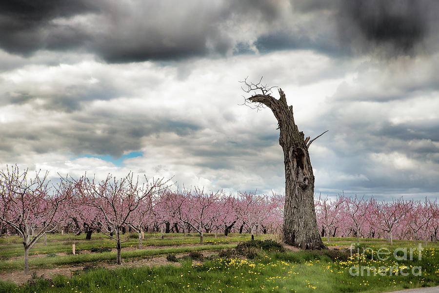 The Tree and The Orchard Photograph by Marilyn Cornwell