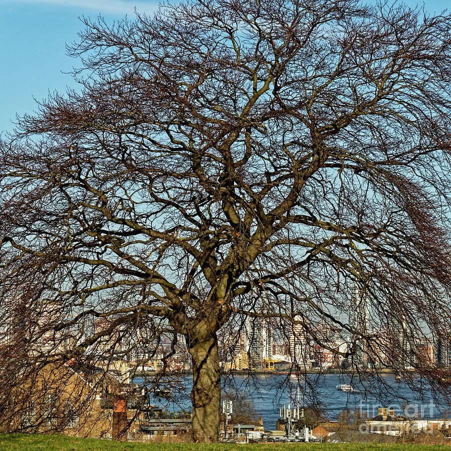 The Tree And The Thames Photograph by Catherine Sullivan