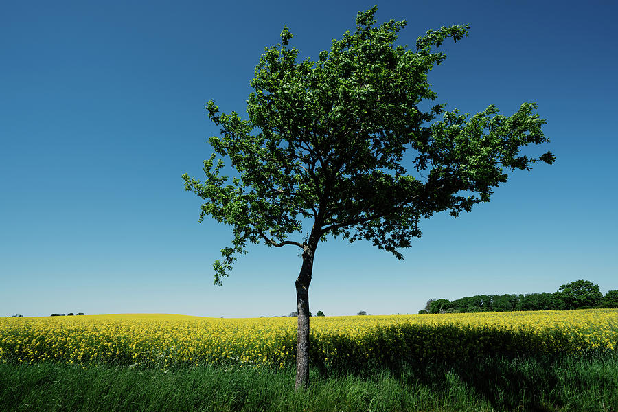 The tree and the yellow field Photograph by Bo Nielsen