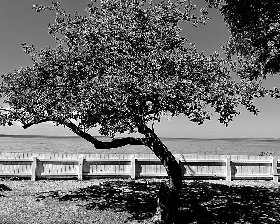 The Tree at Mission Point BW Photograph by Lee Darnell