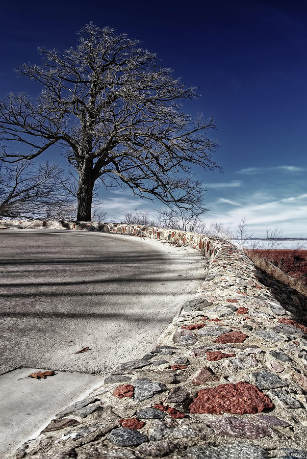 The Tree at the Turn - bare oak on Observatory Drive curve at UW Madison Photograph by Peter Herman
