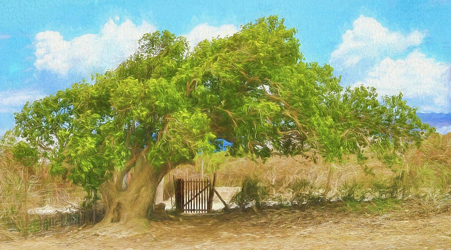 The Tree By The Gate in Anguilla Photograph by Ola Allen