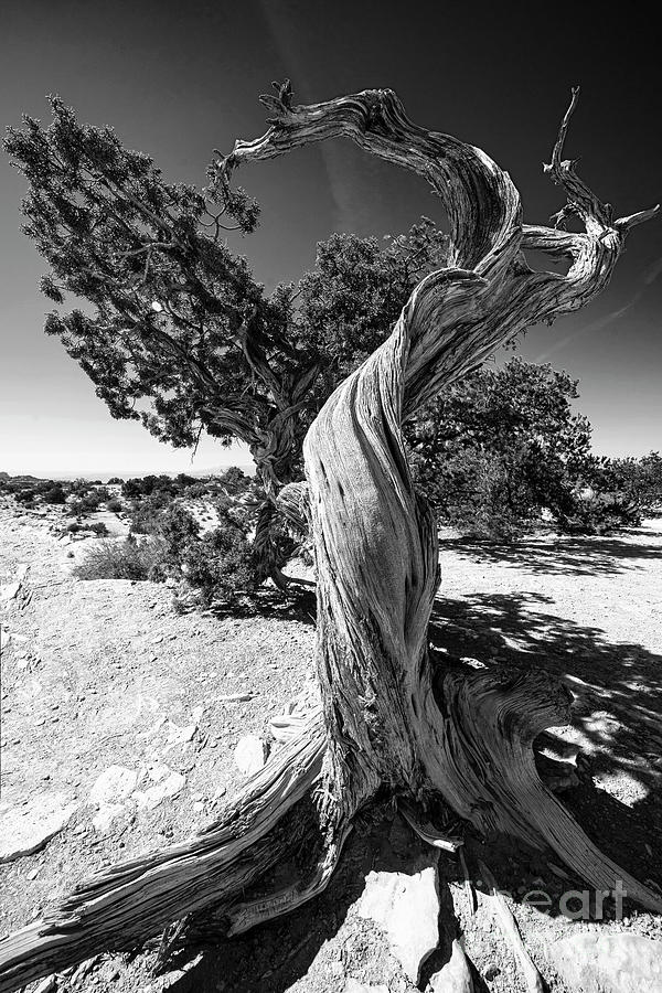 The Tree Canyonlands National Park Utah Grand View Trail BW Photograph by Wayne Moran