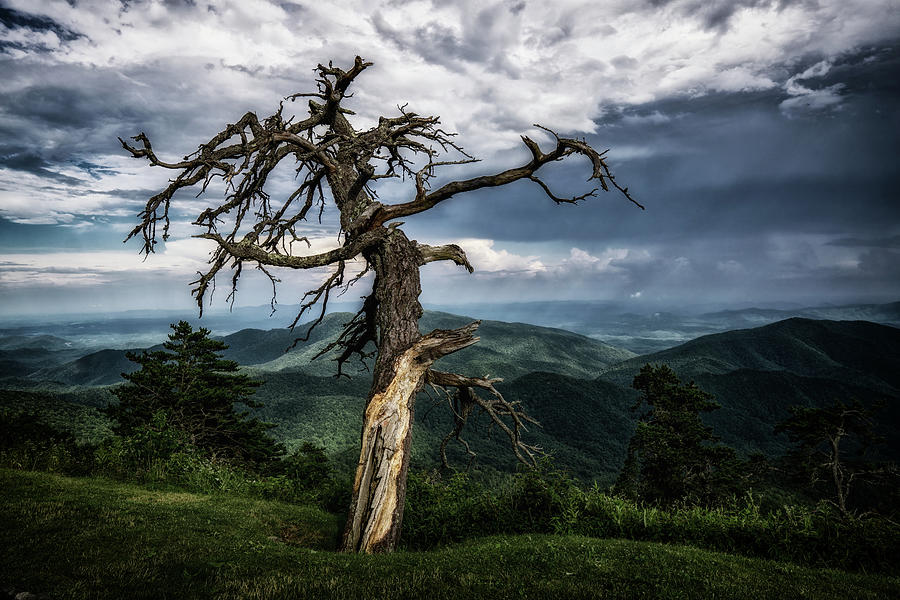 The Tree Photograph by David R Robinson