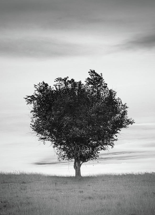 The Tree In Black And White Photograph by Jordan Hill