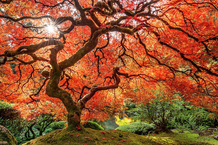 The Tree in Fall Photograph by Patrick Campbell