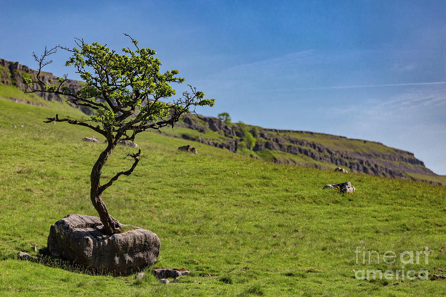 The Tree In The Rock Photograph by Tom Holmes Photography