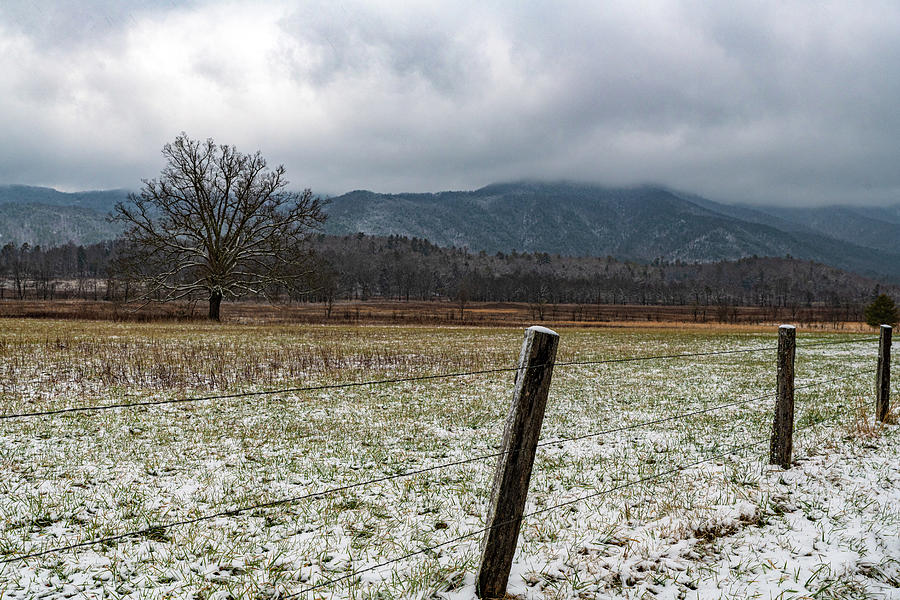 The Tree in Winter Cades Cove  Photograph by Douglas Wielfaert