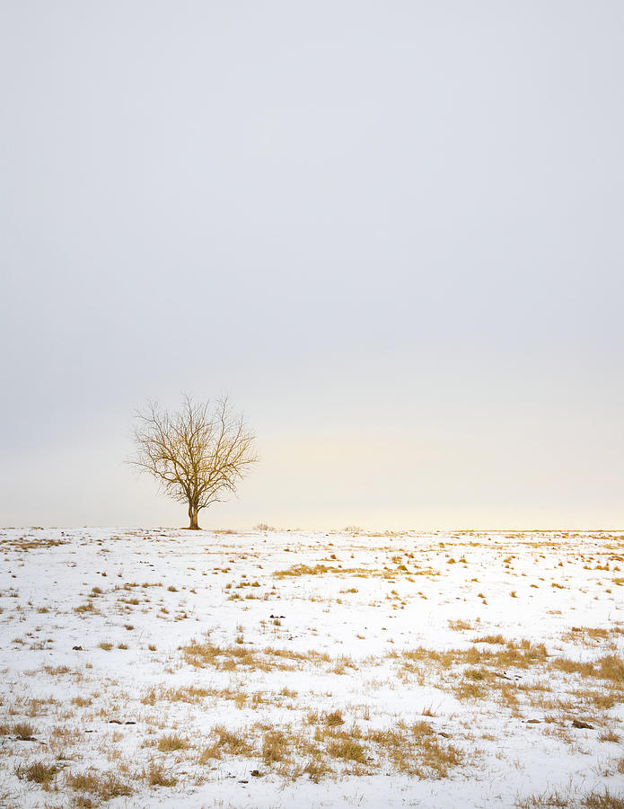 The Tree  Photograph by Jordan Hill