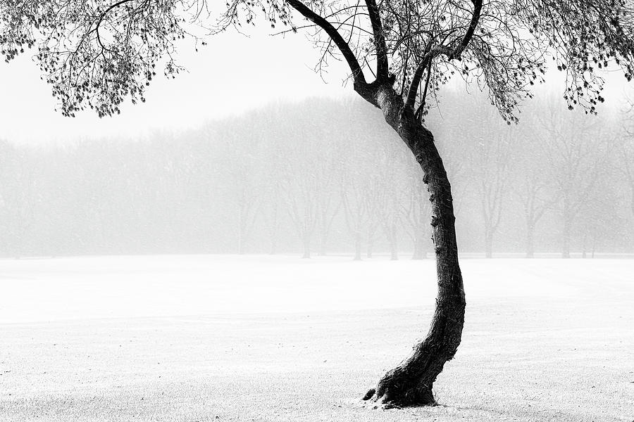 The Tree Photograph by Matthew Blum