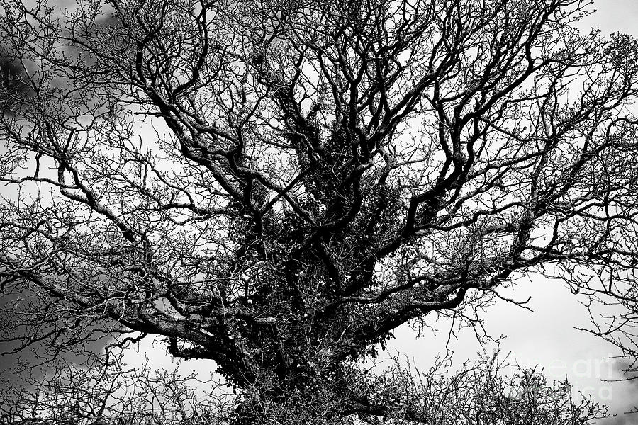 The Tree Photograph by Nicholas Burningham