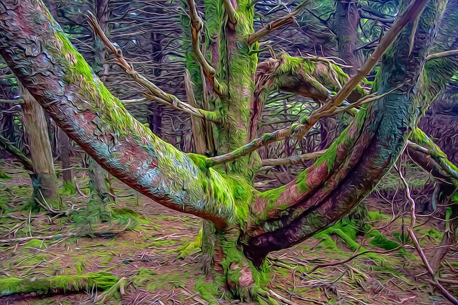 The Tree nn Roan Mountain OP Photograph by Jim Dollar