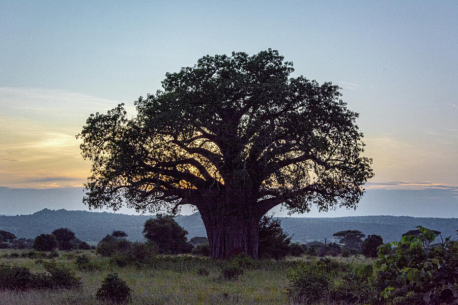 The Tree of Life Photograph by Douglas Wielfaert