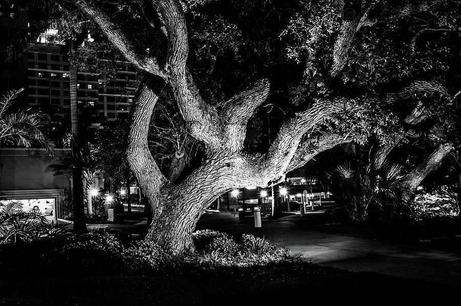 The Tree of Life Photograph by Louis Dallara