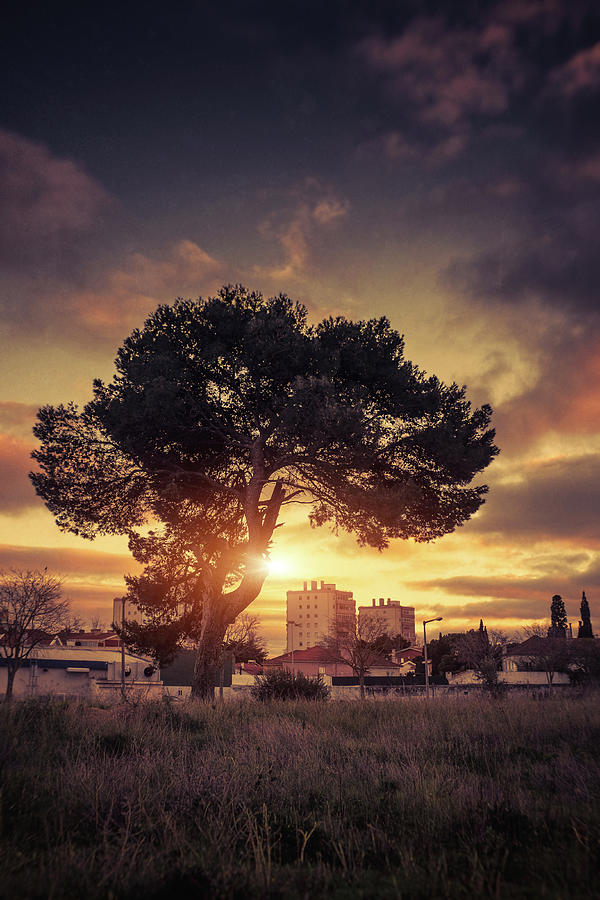 Sunset Photograph - The Tree of my Neighborhood by Carlos Caetano