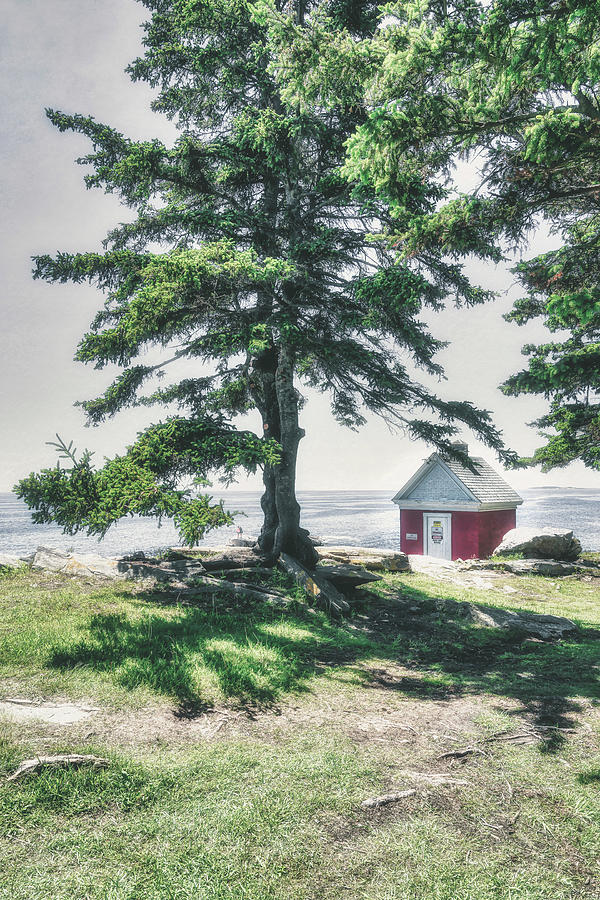 The Tree of Pemaquid Point Photograph by Penny Polakoff