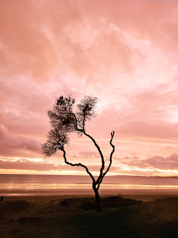 Sunset Digital Art - The tree of Resilience  by Karen Lindale