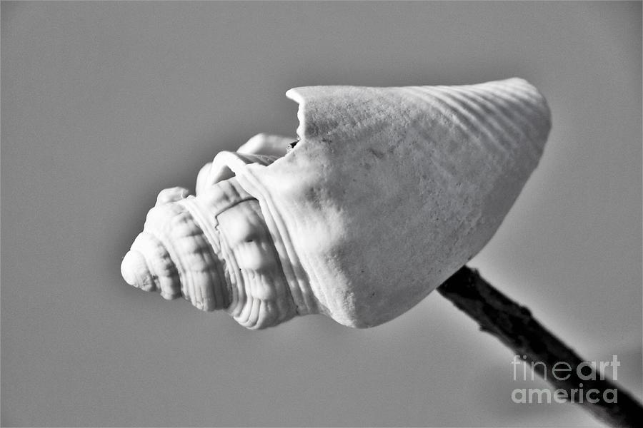 The Tree Shell Photograph by Donald Sawin The Tree Shell Photograph by Donald Sawin