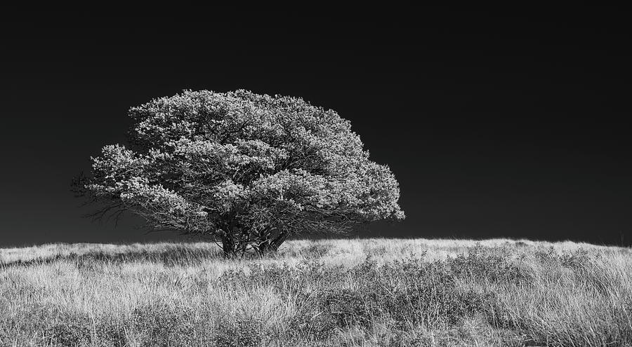 The Tree Stands Alone Photograph by Kelly VanDellen
