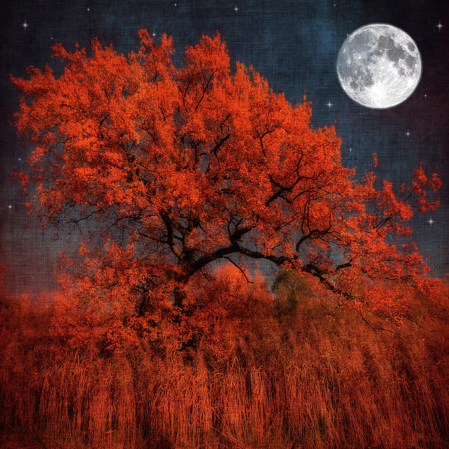 The Tree that Spoke to the Moon Photograph by Philippe Sainte-Laudy