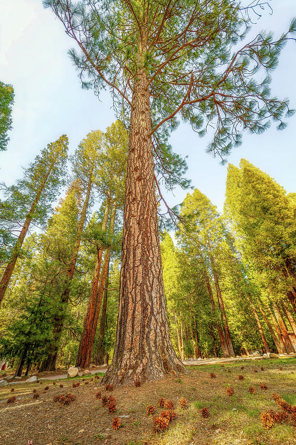 The Trees at Wawona Photograph by Eric Glaser