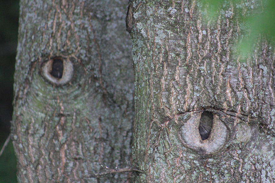 Tree Photograph - The Trees Have Eyes by Callen Harty Tree Photograph - The Trees Have Eyes by Callen Harty
