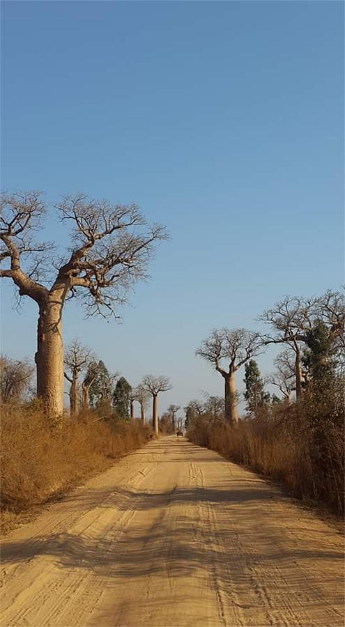 The Trees in Baobab Alley in Madagascar KN50 Digital Art by Art Inspirity