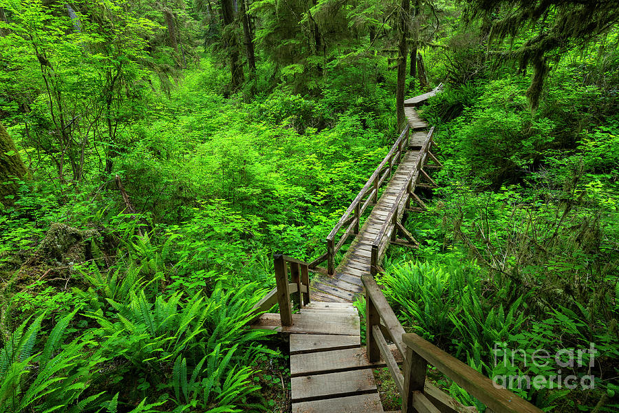 The Trees of Life Photograph by Mark Skalny Fine Art America