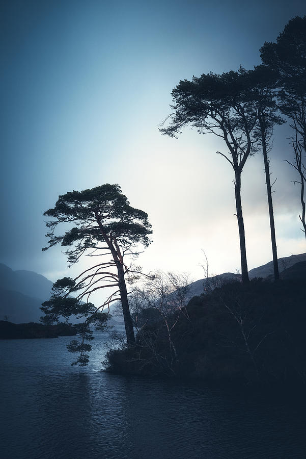 The Trees of Loch Eilt Photograph by Philippe Sainte-Laudy