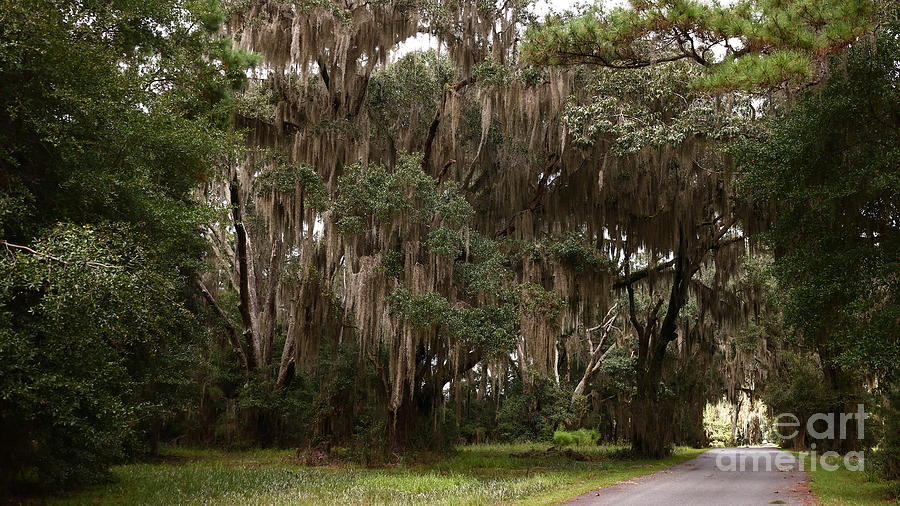 The Trees of the Southern USA Photograph by Tony Lee