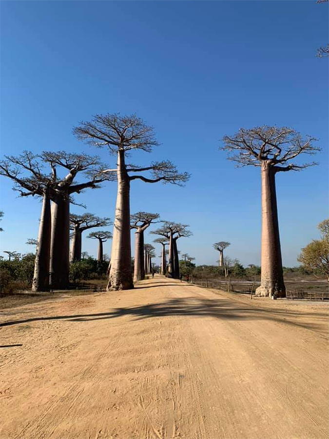 The Trees on the Road in Baobab Alley in Madagascar KN51 Digital Art by Art Inspirity