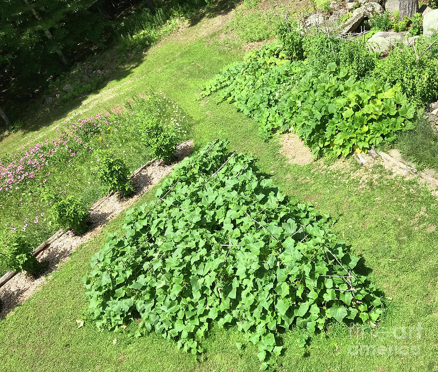 The Triangle Cucumber Garden From Above. Early August. The Victory Garden Collection. Photograph by Amy E Fraser