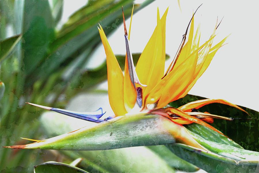 The Tropical Bird Of Paradise Photograph by Toni Abdnour