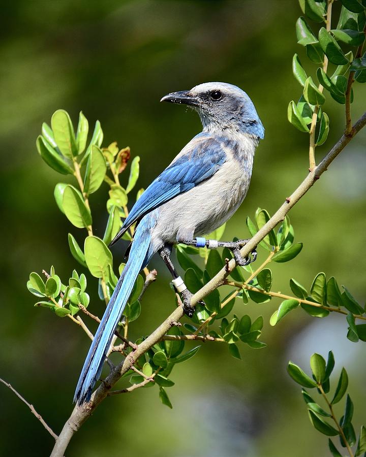 The True Florida State Bird Photograph by Carol Bradley