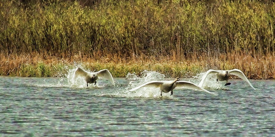 The Trumpeter Swan Chase Photograph by Dale Kauzlaric
