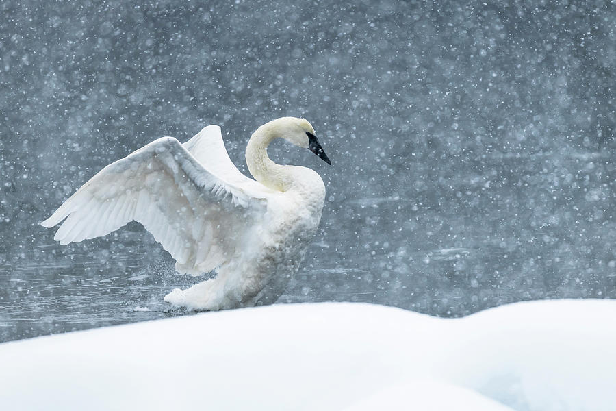 The Trumpeter Swan Winter Photograph by Russell Cody - Fine Art America