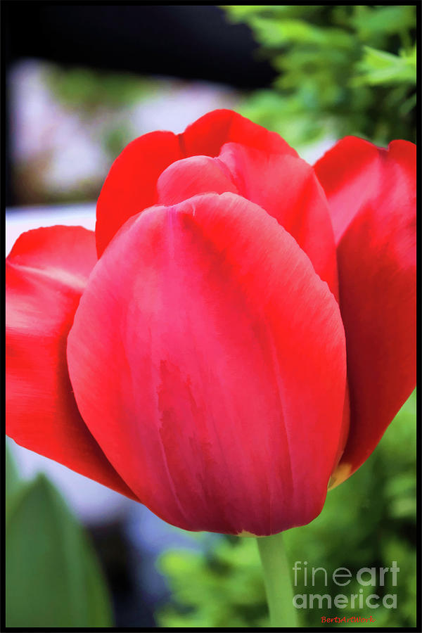 The Tulip Beauty Photograph by Roberta Byram