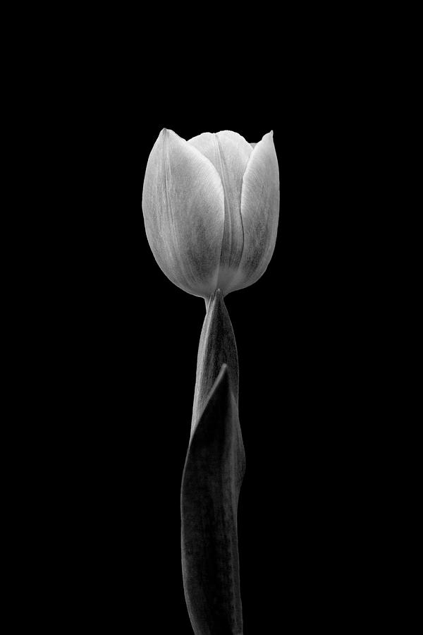 The Tulip Photograph by Bj S