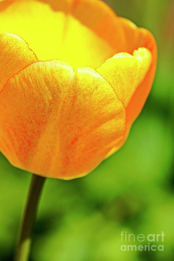 The Tulip Photograph by Claudia Zahnd-Prezioso
