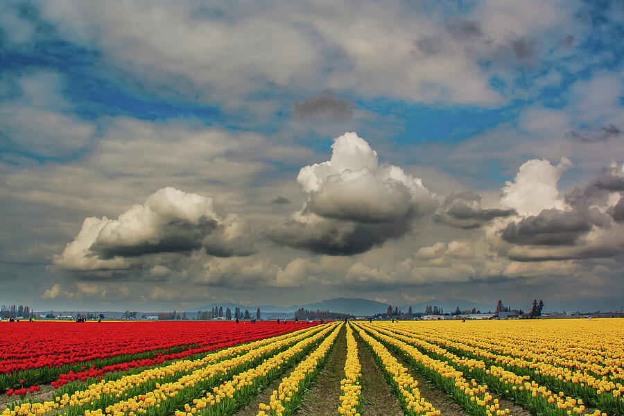The Tulip Fields Photograph by David Patterson The Tulip Fields Photograph by David Patterson