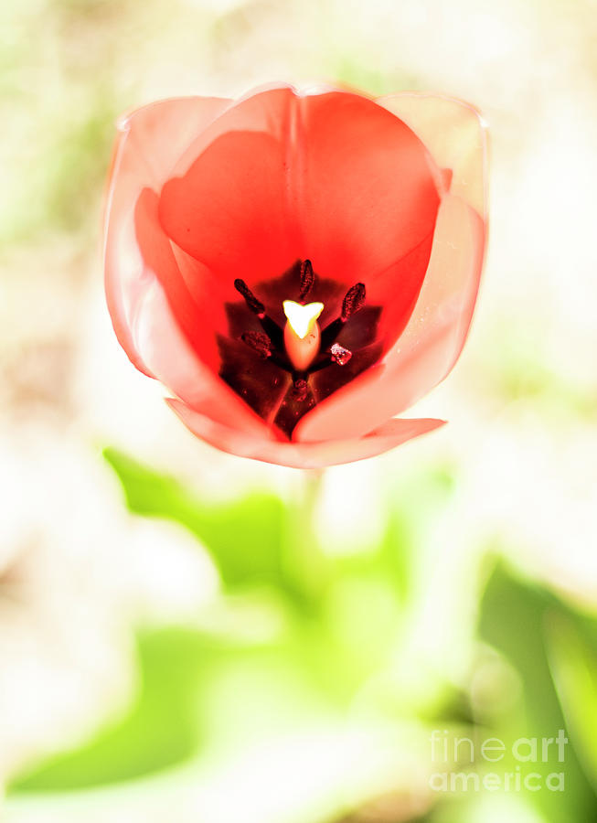 The Tulip Photograph