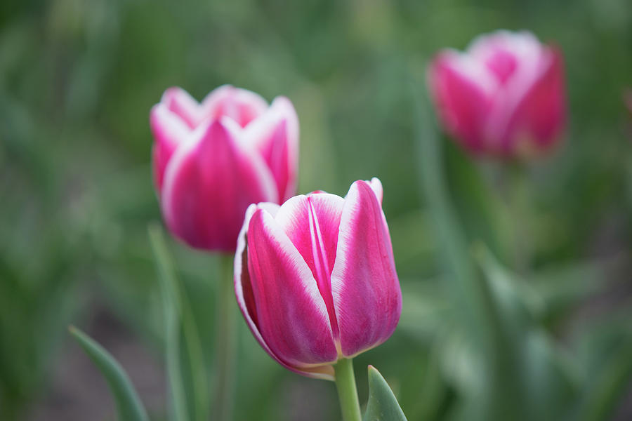The Tulip Photograph by Tom Crook The Tulip Photograph by Tom Crook