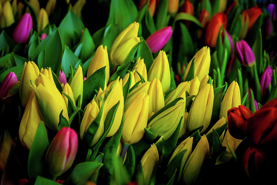 The Tulips Photograph by David Patterson