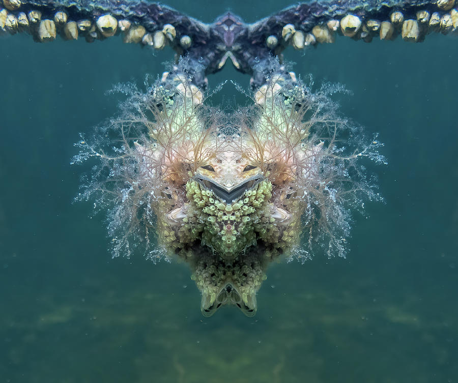 The Tunicate God Laughs Photograph by Louise Lindsay