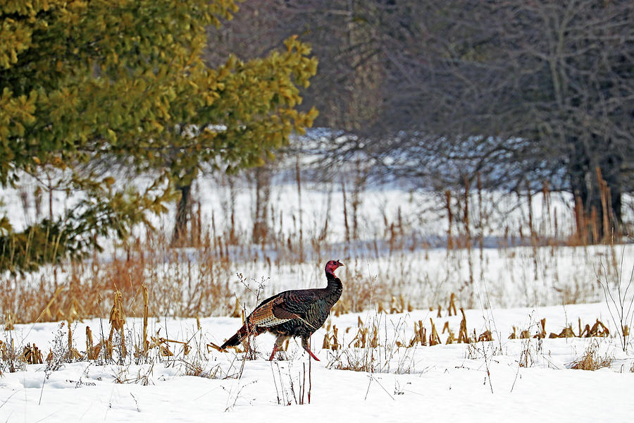 The Turkey Stroll Photograph by Debbie Oppermann